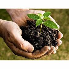 Organic Fertilizer