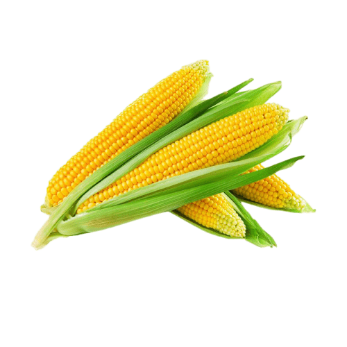 Sweet Corn - 1 PC - ₹20